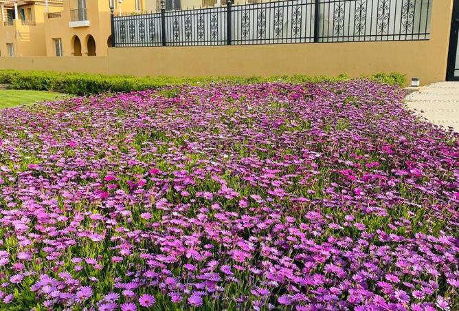 59234445 - صورة العقار 3