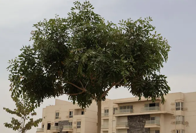 109642145 - Property Image 3