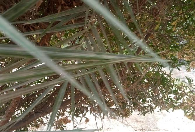 75398689 - صورة العقار 2