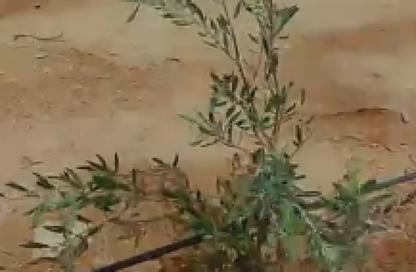 قطعة أرض - استوديو للبيع في مادينة السويس - السويس