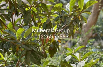 Apartment - 3 Bedrooms - 3 Bathrooms for sale in Sarayat Al Maadi - Hay El Maadi - Cairo