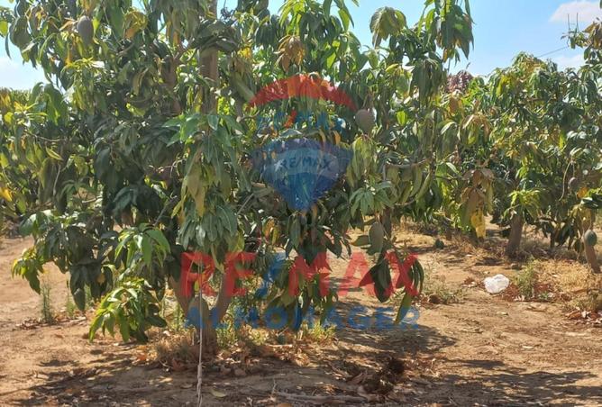 68786431 - صورة العقار 2