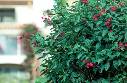 شقة - 2 غرف نوم - 1 حمام للبيع في فيراندا - منطقة سهل حشيش - الغردقة - محافظة البحر الاحمر شقة - 2 غرف نوم - 1 حمام للبيع في فيراندا - منطقة سهل حشيش - الغردقة - محافظة البحر الاحمر