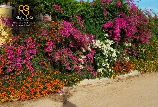 113532667 - صورة العقار 3