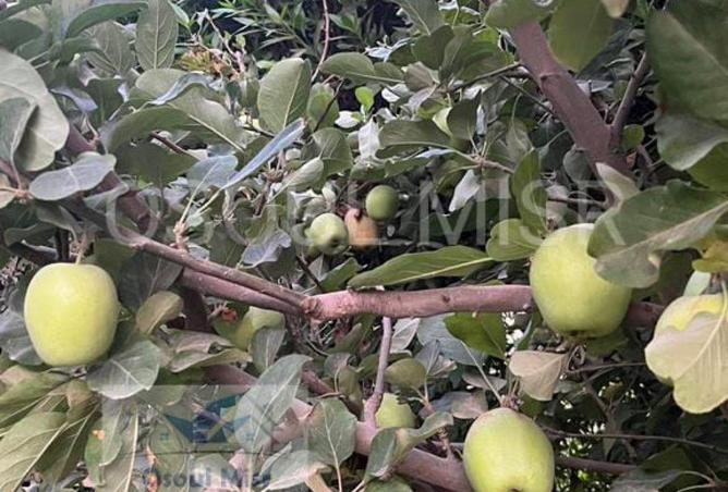 68261598 - صورة العقار 3