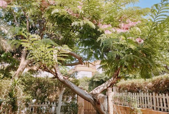 98833478 - الصورة الرئيسية للعقار
