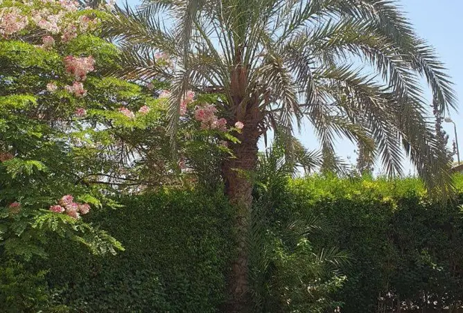 121137709 - صورة العقار 3