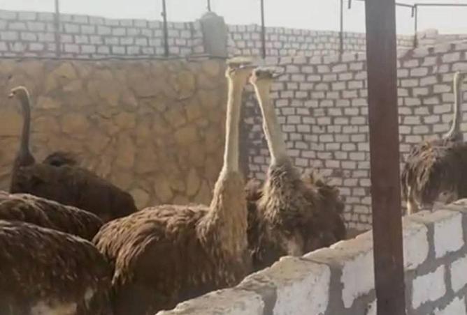 52707205 - صورة العقار 3