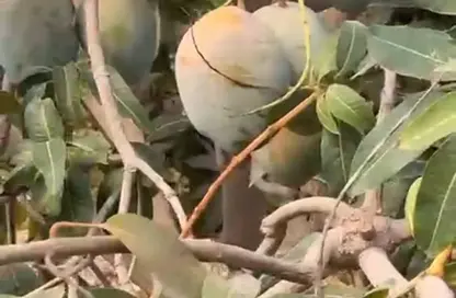 مزرعة - استوديو للبيع في جمعية احمد عرابى - مدينة العبور - القليوبية