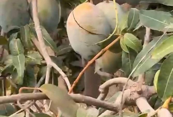 52707205 - الصورة الرئيسية للعقار