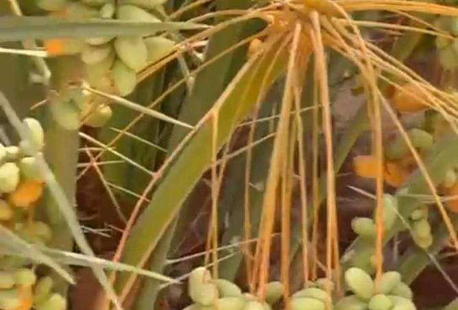 52707205 - صورة العقار 2