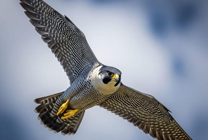 69056168 - صورة العقار 3