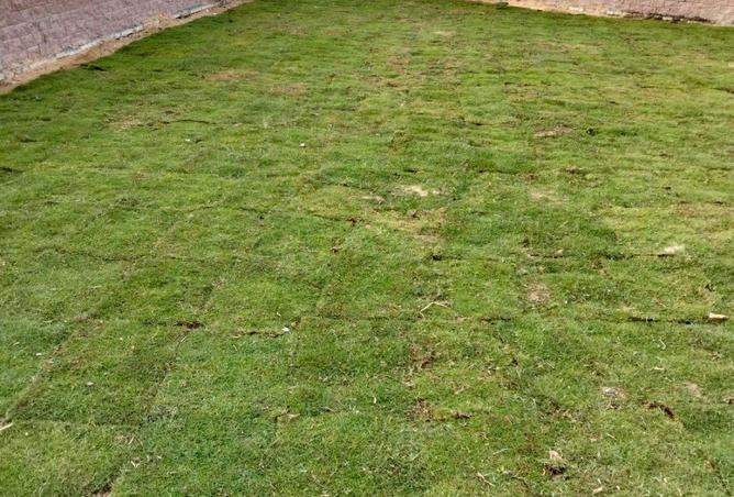 55510036 - صورة العقار 2