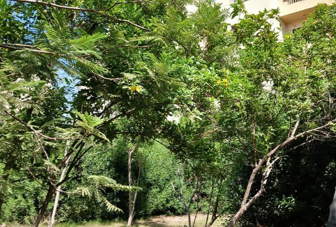 108519081 - صورة العقار 2
