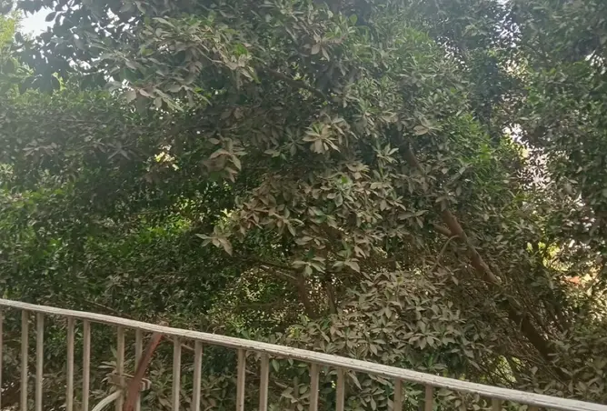 115167041 - صورة العقار 3