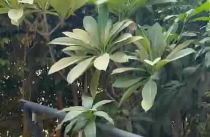 Apartment - 3 - 2 for rent in El Rehab Extension - Al Rehab - New Cairo City - Cairo