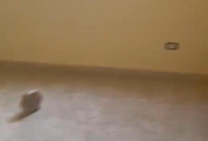 95186127 - الصورة الرئيسية للعقار