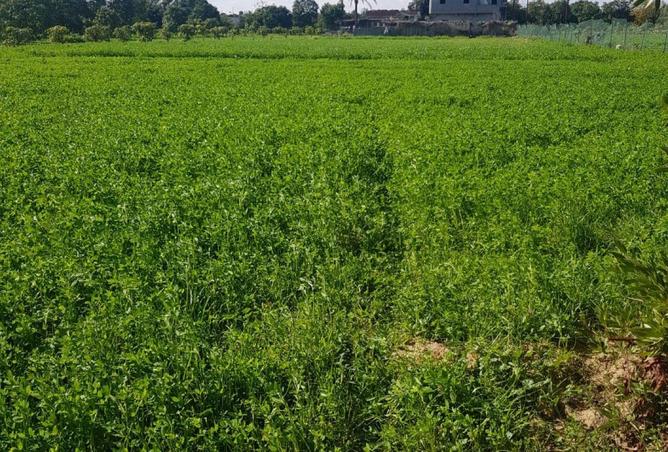 58736819 - صورة العقار 3