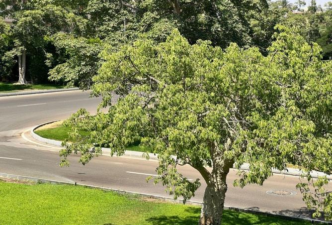 54500507 - صورة العقار 3