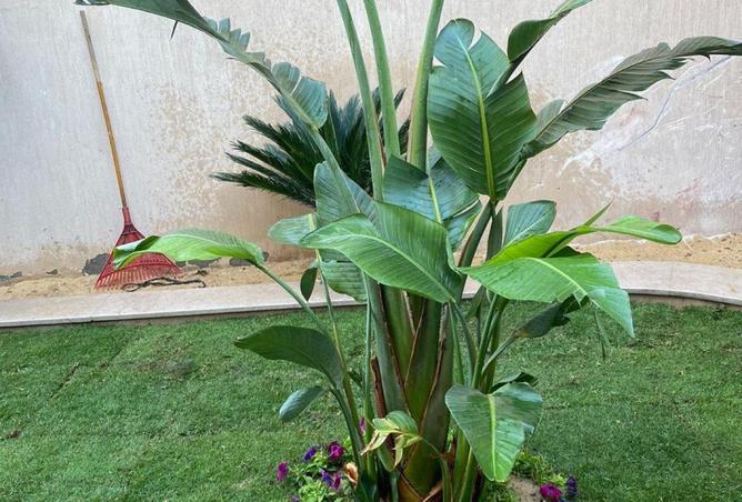 57738035 - صورة العقار 2