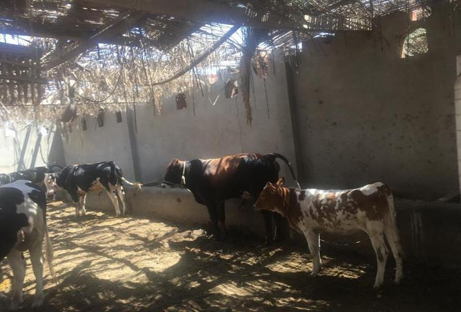 52198565 - صورة العقار 3