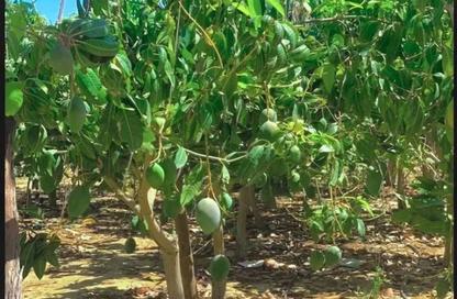 Farm - Studio for sale in Gamaiet Ahmed Orabi - Obour City - Qalyubia
