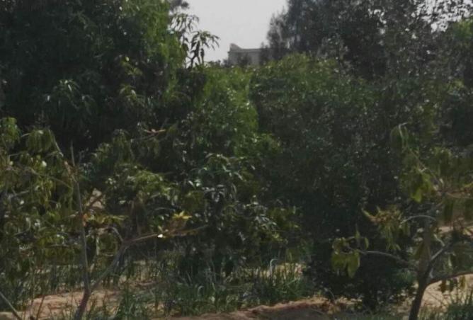 67477374 - صورة العقار 2