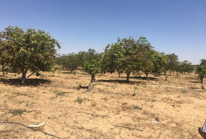 58735502 - صورة العقار 2